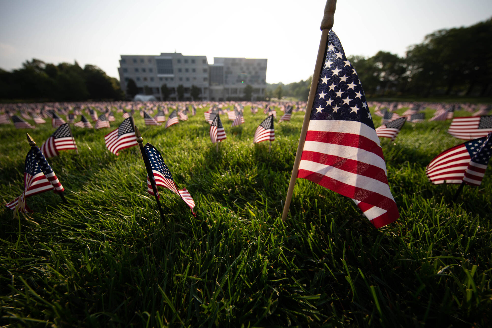 American flags in the lawn on campus
